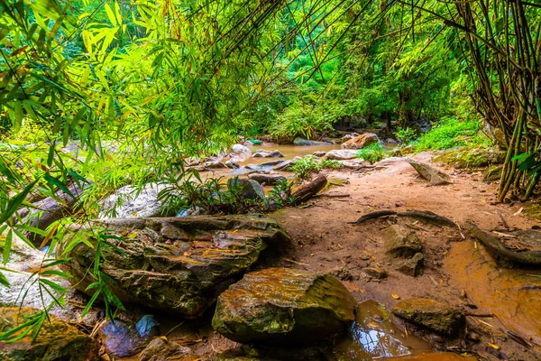 Toeristische pad in de jungle in de buurt van Mae Sa rivier en waterval, Thailand. Weg in het tropisch regenwoud bij Chiang Mai stad. Verse groene boom, gras en tropische plant. Prachtige pure natuur. — Stockfoto