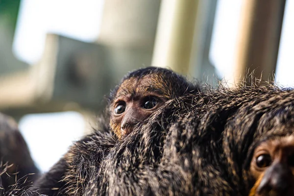 Κοντινό πλάνο White-Faced / guianan Saki Monkey Female (Pithecia Pithecia), κοντινό πλάνο ματιά στο θηλυκό ζώο με μικρό παιδί στην πλάτη. Μικρό πορτρέτο πιθήκου. — Φωτογραφία Αρχείου