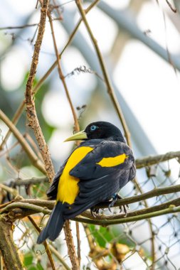 Yellow-rumped Cacique (Cacicus Cela) sitting on Branch, Portrait Photography. Bird with beautiful blue eyes is sitting on trunk. Living in Panama or Brazil in rainforests