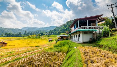 Tayland 'da olgun pirinç tarlası. Dağlarda ve ormanlarda kuzey bölgesi. Olgun pirinç tarlası hasat için hazırlanır. Uzakta, tropikal yağmur ormanları ve dağ yakınlarındaki çiftlik binası. Tarım
