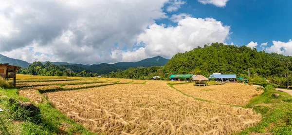 Dojrzałe pola ryżu w Tajlandii. Północny region w górach i dżungli. Pole dojrzałego ryżu jest przygotowywane do zbiorów. Budynek gospodarczy w pobliżu, tropikalny las deszczowy i góry w oddali. Rolnictwo — Zdjęcie stockowe