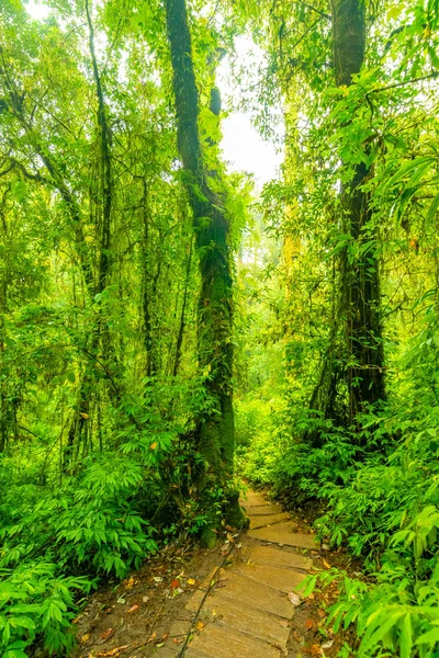 Caminho Turístico Madeira Parque Nacional Doi Inthanon Tailândia Lugar Bonito — Fotografia de Stock