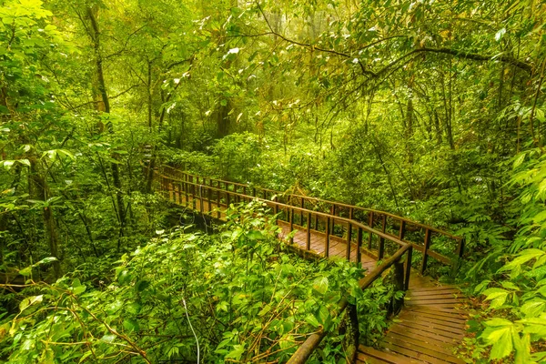 Chemin Touristique Bois Parc National Doi Inthanon Thaïlande Bel Endroit — Photo
