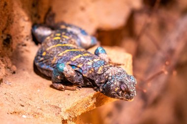 Üromastyx ornata, Agamidae familyasından bir kertenkele türüdür. Bu tür Ortadoğu 'ya özgü..