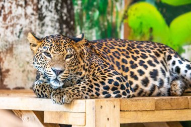 Leopar (Latince adı Panthera pardus kotiya) tahta masada dinleniyor. Doğal olarak Sri Lanka 'da yaşayan etobur bir yırtıcı. Güzel bir hayvanın detayları..