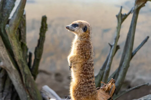 Vanlig Suricatta Suricata Suricatta Vaktar Utsiktstornet Vaksamma Djur Står Träskuffen — Stockfoto