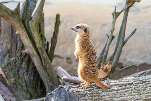 Vanlig Suricatta Suricata Suricatta Vaktar Utsiktstornet Vaksamma Djur Står Träskuffen — Stockfoto