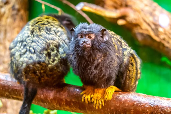 Guldhänt Tamarinapa Saguinus Midas Vilar Trädgrenen Detaljerad Titt Primatdjur Små — Stockfoto