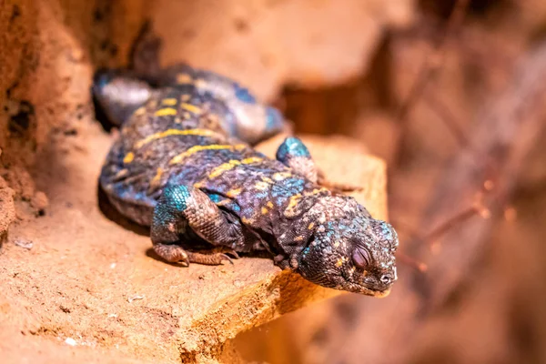Üromastyx ornata, Agamidae familyasından bir kertenkele türüdür. Bu tür Ortadoğu 'ya özgü..