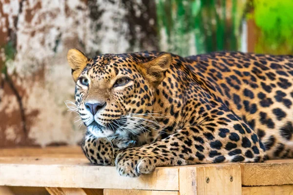 Luipaard Latijnse Naam Panthera Pardus Kotiya Rust Het Houten Bureau — Stockfoto