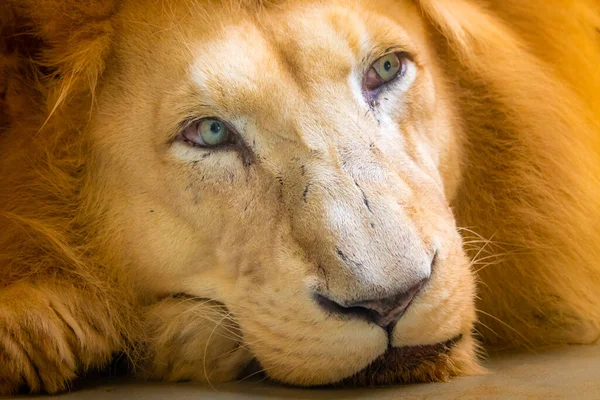Lion Latin Name Panthera Leo Krugeri Resting Wooden Desk Detail — Stock Photo, Image