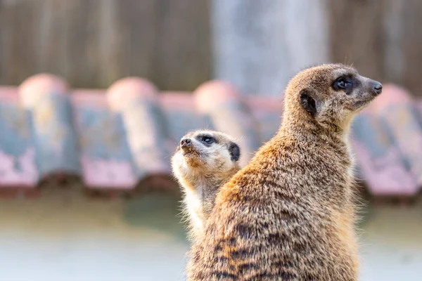 Suricata Suricatta Suricata Suricatta Está Custodiando Torre Vigía Animal Vigilante — Foto de Stock