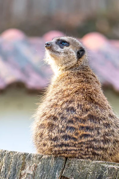 Suricata Suricatta Suricata Suricatta Está Custodiando Torre Vigía Animal Vigilante — Foto de Stock