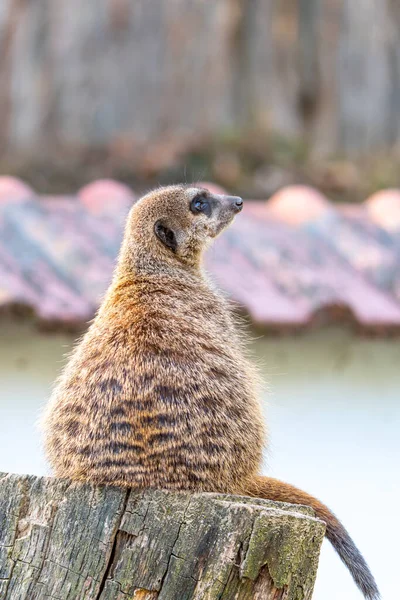 Meerkat Comum Suricata Suricatta Está Guardando Torre Vigia Animal Vigilante — Fotografia de Stock