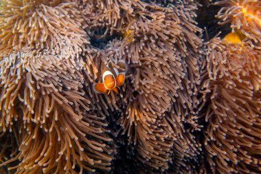 Palyaço balığı (Latince adı Amphiprion ocellaris) Tayland 'daki Ko Lipe adasında, denizde mercan resifi yakınlarında bulunur. Fish, şakayıkla simbiyotik bir ilişki içinde yaşıyor. Popüler küçük balıklar, canlı renkler.