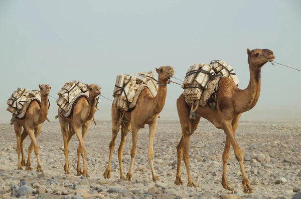 Camels caravan with blocks of salt of the Danakil Depression. Ethiopian salt trade maintains ancient traditions of centuries. Ethiopia, Afar Depression (Afar Triangle)