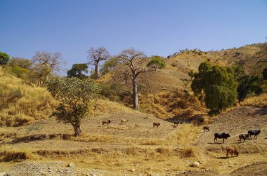 Beautiful african landscape. Baobab trees. Herd of cows going through the field. Ethiopia, Tigray Region