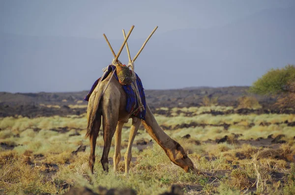 Camel Grazing Evening Trek Erta Ale Base Camp Ethiopia Afar — Stock Photo, Image