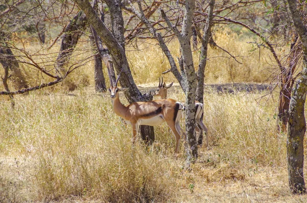 Wildlife Africa Antelopes Adult Young Impala Male Characteristic Horns Inhabit — Stock Photo, Image