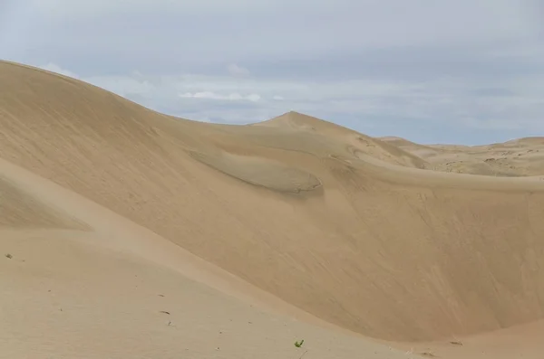 Gobi Desert after rain. Barkhan Mongol-Els sands. Nature and travel. Mongolia, Gobi Desert, Govi-Altai