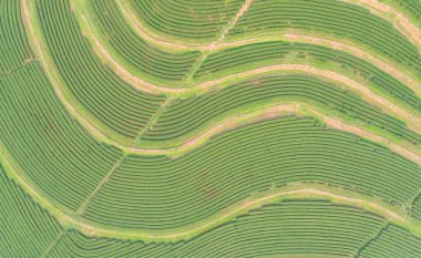 Tayland kuzeyinde yeşil çay plantasyon içinde. Uçak uçan üzerinden havadan görünümü