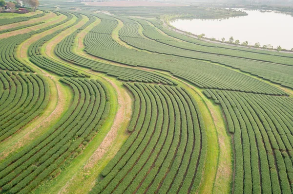 Πράσινο τσάι φυτεία στη Βόρεια Ταϊλάνδη. Αεροφωτογραφία από το πέταγμα κηφήνας — Φωτογραφία Αρχείου