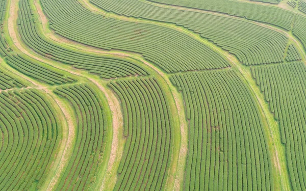 Πράσινο τσάι φυτεία στη Βόρεια Ταϊλάνδη. Αεροφωτογραφία από το πέταγμα κηφήνας — Φωτογραφία Αρχείου