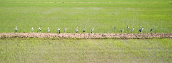 Το Top view ομάδα λευκό Χανούμισσα στο πεδίο ρύζι, αεροφωτογραφία από το πέταγμα κηφήνας — Φωτογραφία Αρχείου