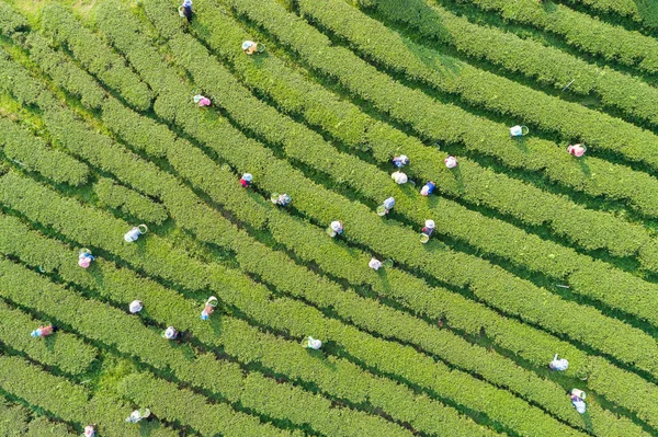 Γυναίκα εργαζόμενος picking τσάι αφήνει σε μια φυτεία τσαγιού στη Βόρεια Ταϊλάνδη. Αεροφωτογραφία από το πέταγμα κηφήνας — Φωτογραφία Αρχείου