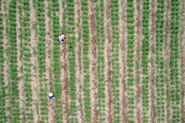 Chaiyaphum, Ταϊλάνδη - 26 Μαρτίου: Ταϊλάνδης αγρότης που εργάζεται στο πράσινο πεδίο του φυτού τσίλι, αεροφωτογραφία από το πέταγμα κηφήνας στις Chaiyaphum στις 26 Μαρτίου 2017. — Φωτογραφία Αρχείου