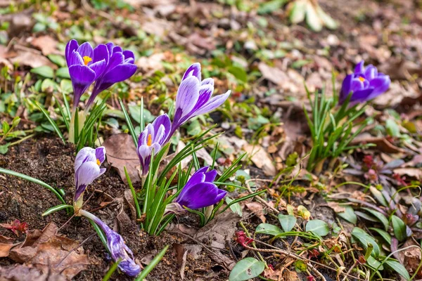 Spring crocus sprouting Stock Image