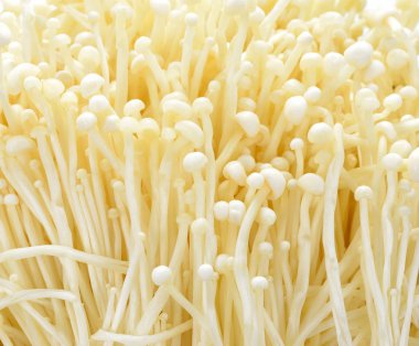  Taze beyaz portre-doku mantar. Birçok muş kökenli