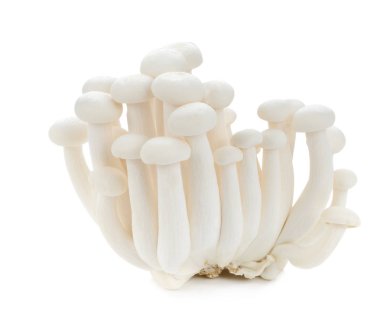Beyaz kayın mantar, shimeji mantar, yenilebilir mantar izole