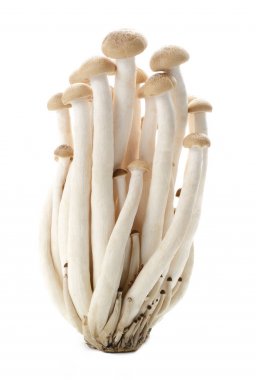 Kahverengi kayın mantar, Shimeji mantar, yenilebilir mantar izole