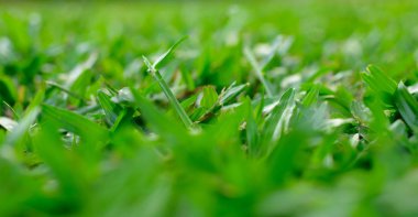 Taze yeşil çimlerin yakın plan görüntüsü