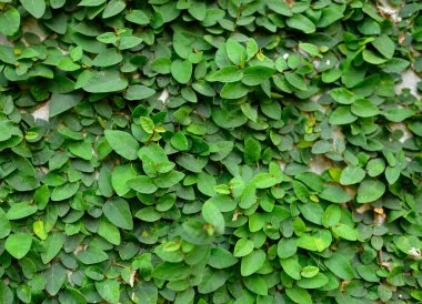 Çimento duvarda yeşil sarmaşık