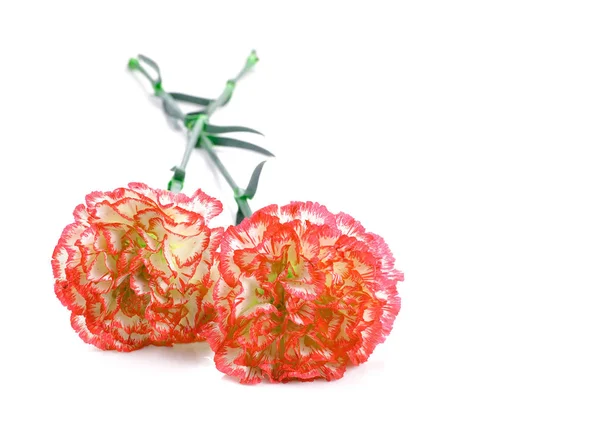 Schöne Blumen sind rot mit einer weißen Nelke auf weißem Hintergrund. — Stockfoto