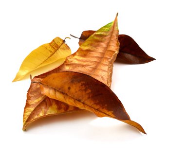 beyaz zemin üzerine kuru sonbahar yaprakları