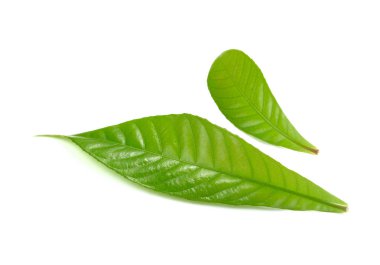 beyaz arkaplanda yeşil yapraklar izole