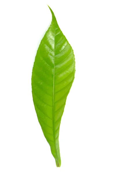 Одинарний зелений лист ізольований на білому тлі — стокове фото