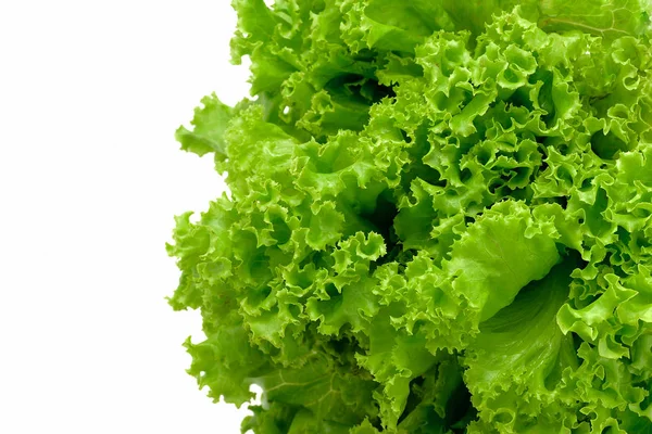 Fresh green lettuce on white — Stock Photo, Image