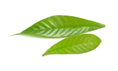 Beyaz arkaplanda yeşil yaprak