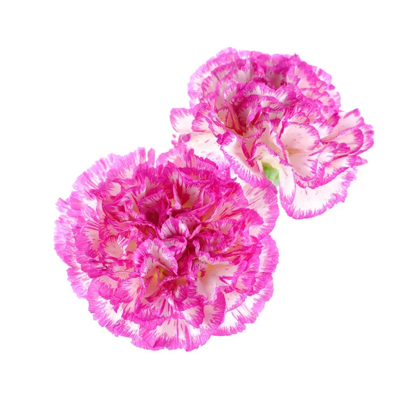 Rosa, clavel blanco sobre fondo blanco — Foto de Stock