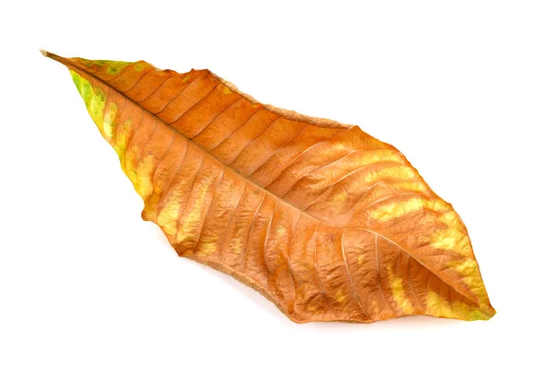 Dried Leaf On White — Stock Photo, Image