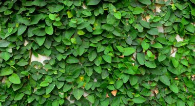 Yeşil sarmaşık bitki çimento duvar