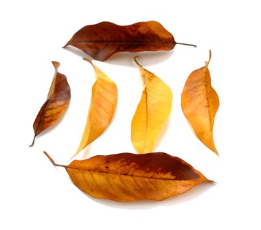 sonbahar yaprakları beyaz arkaplanda izole