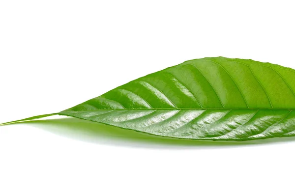 Hoja verde sobre un blanco —  Fotos de Stock