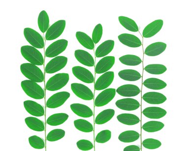 yeşil yaprakları üzerinde beyaz izole dalı yaprakları WHI üzerinde izole.