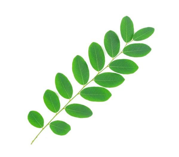 Grönt blad isolerad på vit bakgrund, Moringa blad — Stockfoto