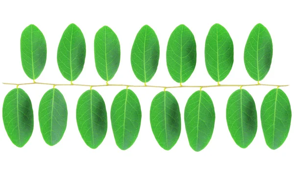 Vzor zelené listy izolované na bílém pozadí. — Stock fotografie